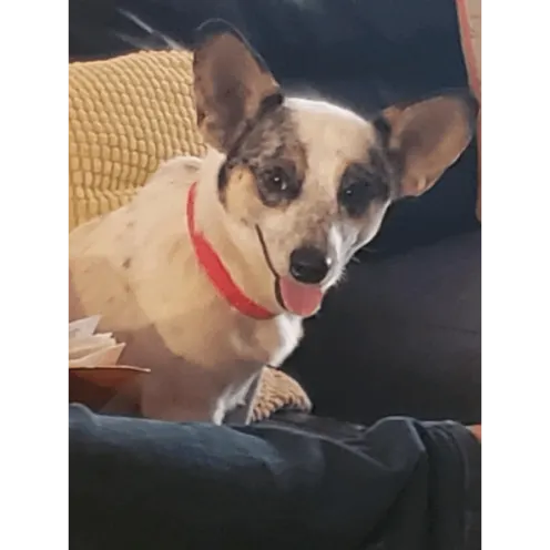 Dog with big ears and a red collar smiling while sitting on the couch.